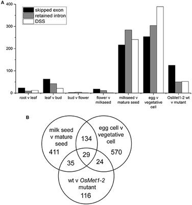 A Genomic View of Alternative Splicing of Long Non-coding RNAs during Rice Seed Development Reveals Extensive Splicing and lncRNA Gene Families